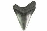 Fossil Megalodon Tooth - South Carolina #140725-2